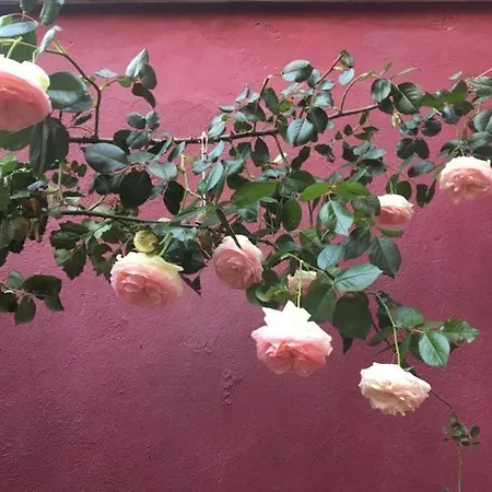 La Maison Rouge-2